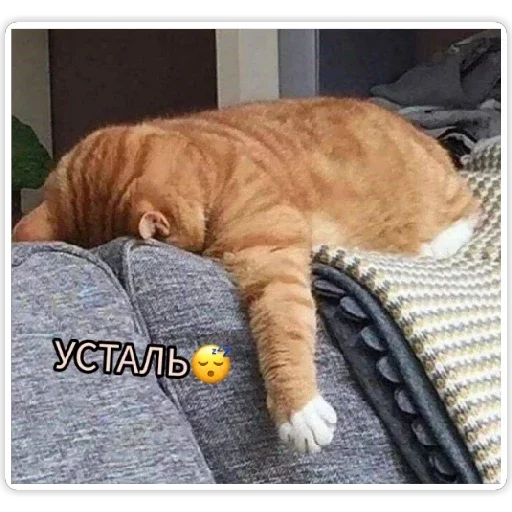 кошки малого и среднего размера кошачьи домашняя кошка