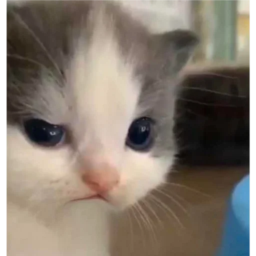 кіт - млекопитающее