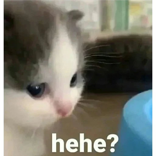 млекопитающее животное кошка