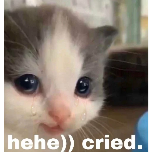 млекопитающее животное кошка