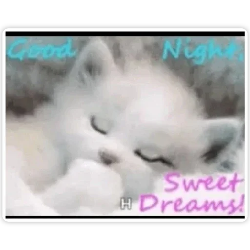 животное млекопитающее кошка