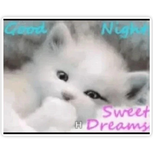 млекопитающее животное кошка