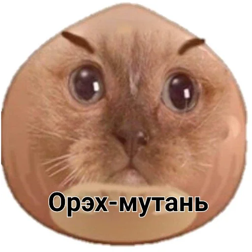 Sticker локальные мемы - 2