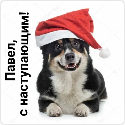 домашнее животное порода собак животное