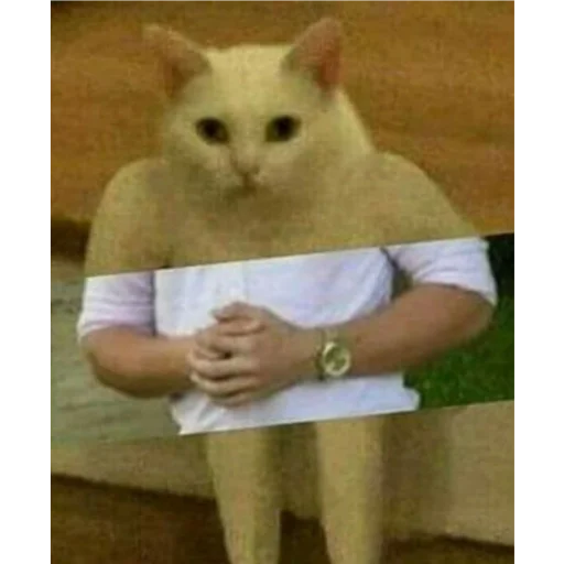 кошки малого и среднего размера СМС кошачьи