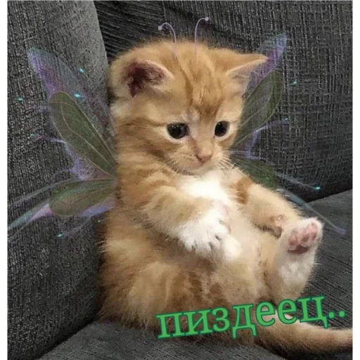 животное млекопитающее кошка