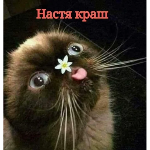 млекопитающее животное кошка