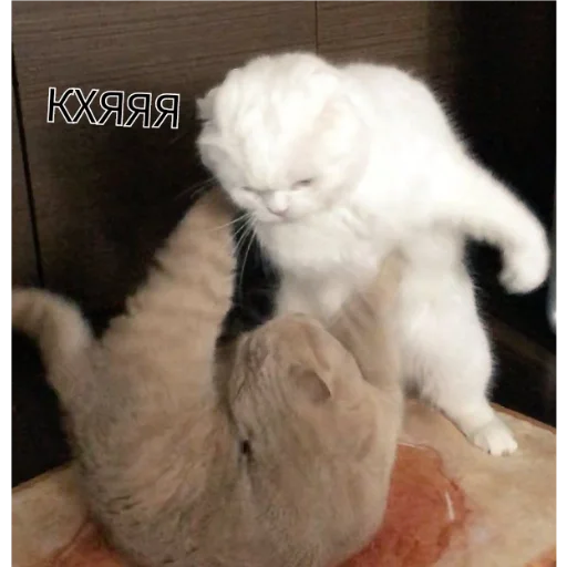 животное млекопитающее кошки малого и среднего размера