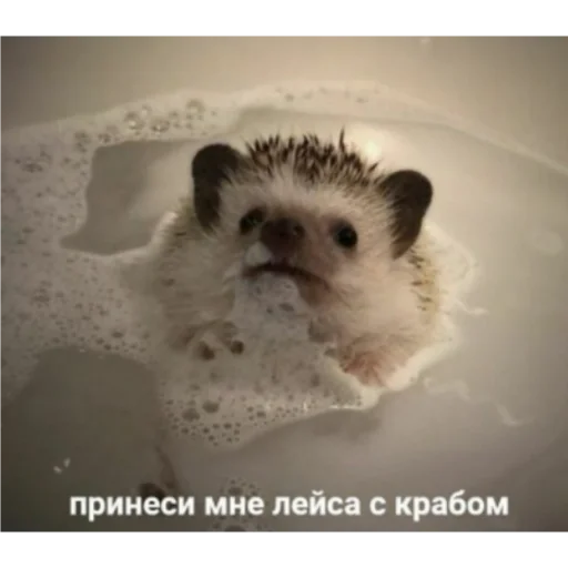 животное млекопитающее мышь