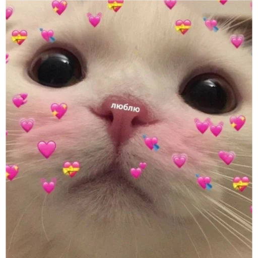 кошки малого и среднего размера млекопитающее домашняя кошка