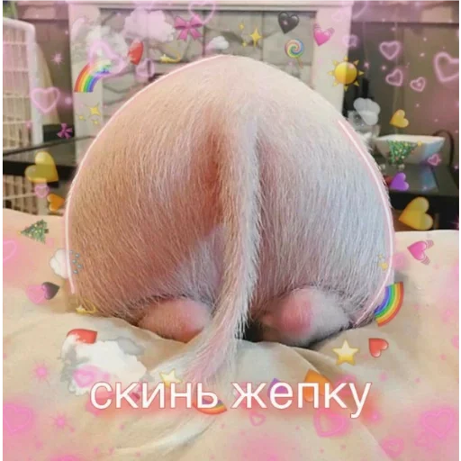 животное млекопитающее комнатный