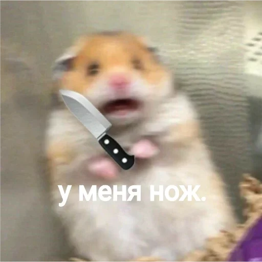 Стикер хомяки - 5