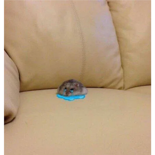 Стикер хомяки - 4