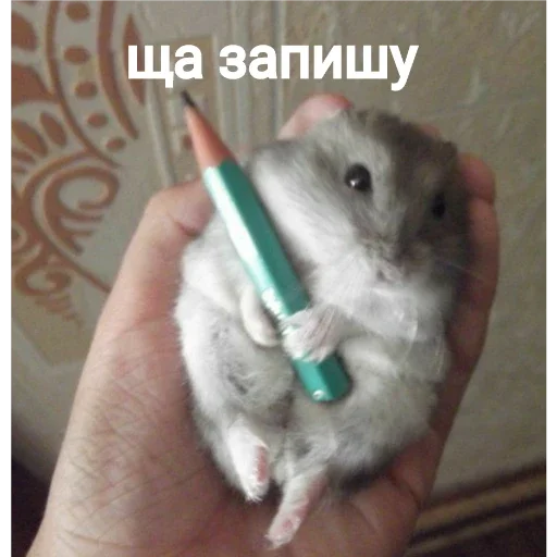 Стикер хомяки - 2