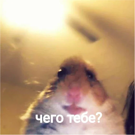 Стикер хомяки - 0