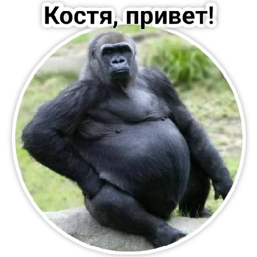 млекопитающее животное примат