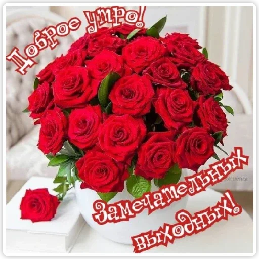 rose garden roses plant