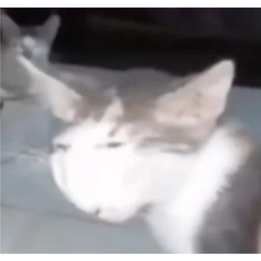 животное млекопитающее кошка