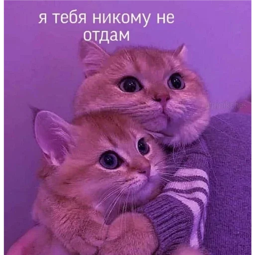 animal mammal domestic cat