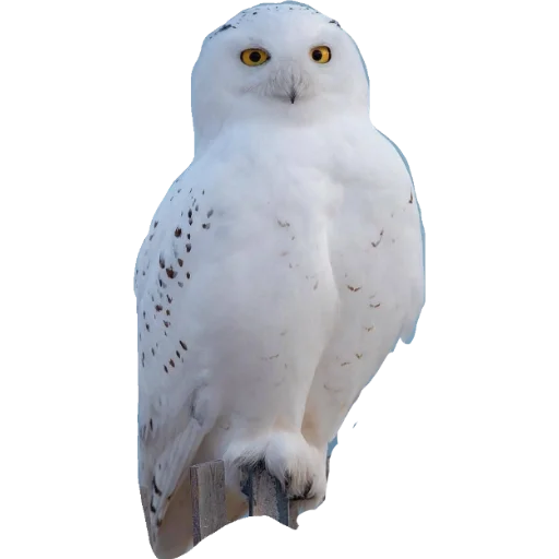 Sticker •°~qwq~°• - 10