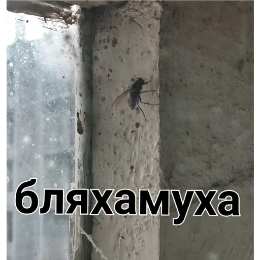 Стикер хуй - 0