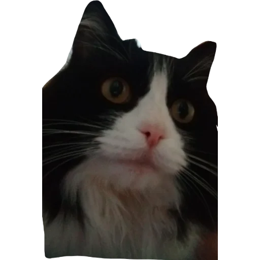 صجينوثظطينريمرمرز - 