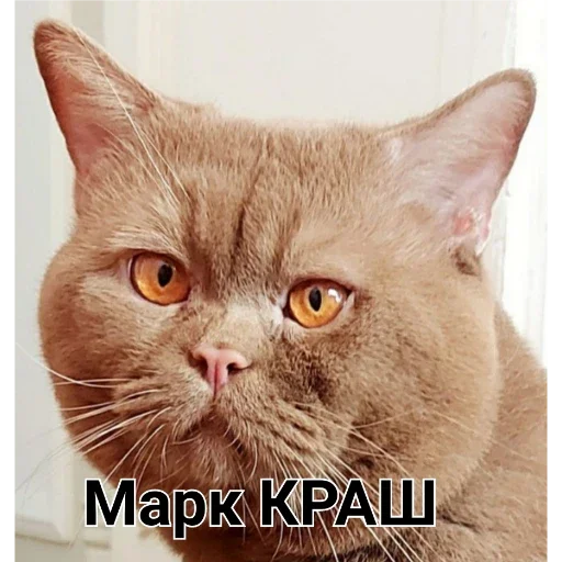 животное млекопитающее кошка