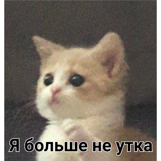 животное млекопитающее кошка