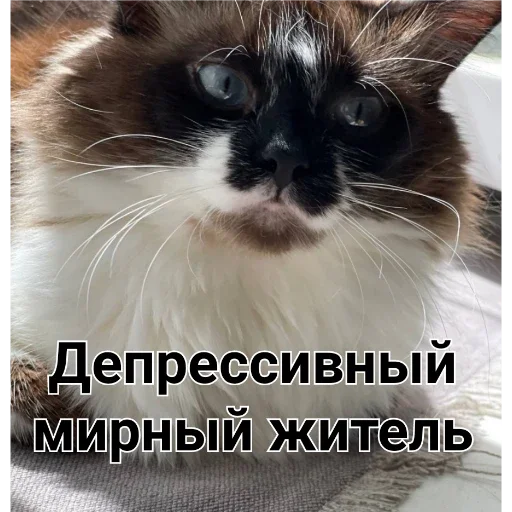 млекопитающее животное домашняя кошка