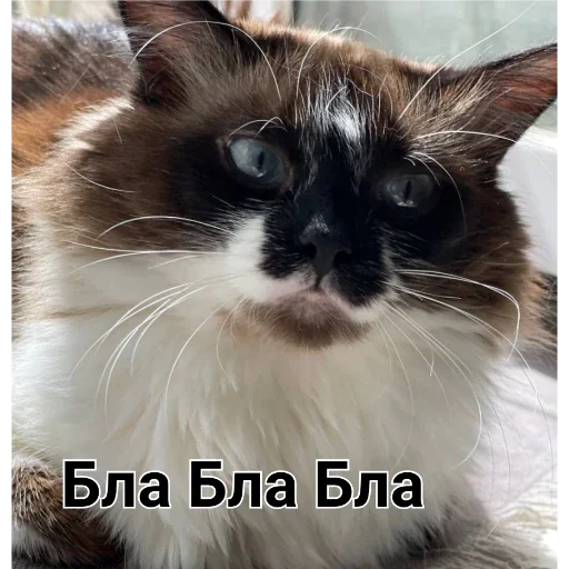 животное млекопитающее кошка