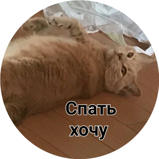 млекопитающее кошка животное