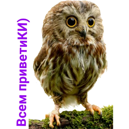 Sticker ПЕРВЫЙ ПАКЕТ - 9