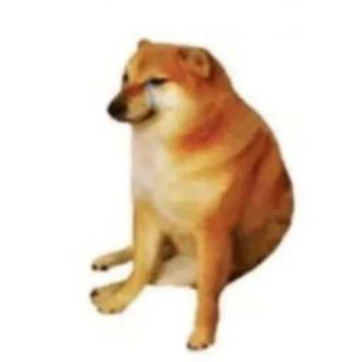 млекопитающее животное собака