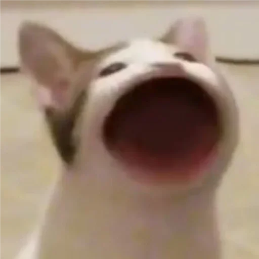 животное домашнее животное рыло