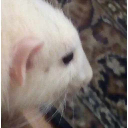 mammal animal whiskers