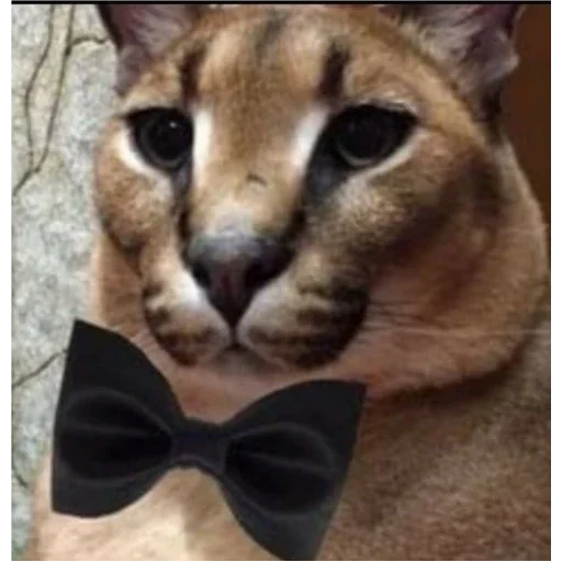 усы рыло кошачьи