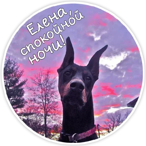 собака животное млекопитающее