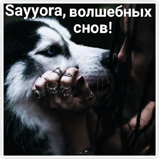 млекопитающее животное собака