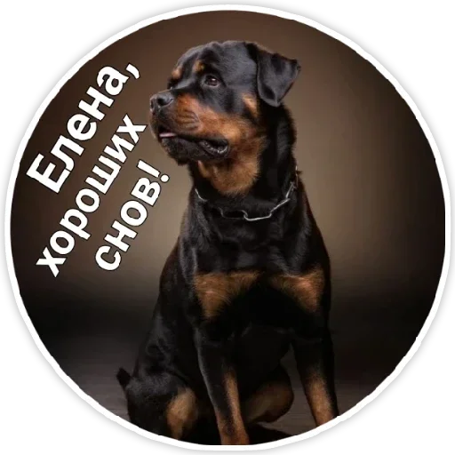 порода собак животное домашнее животное