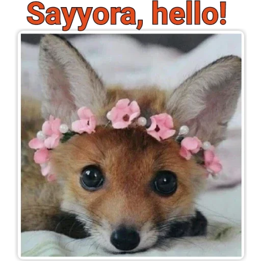 животное млекопитающее домашнее животное