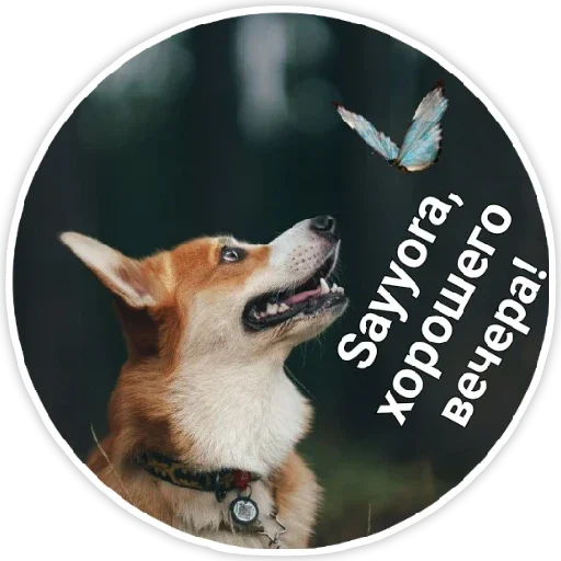 животное млекопитающее домашнее животное