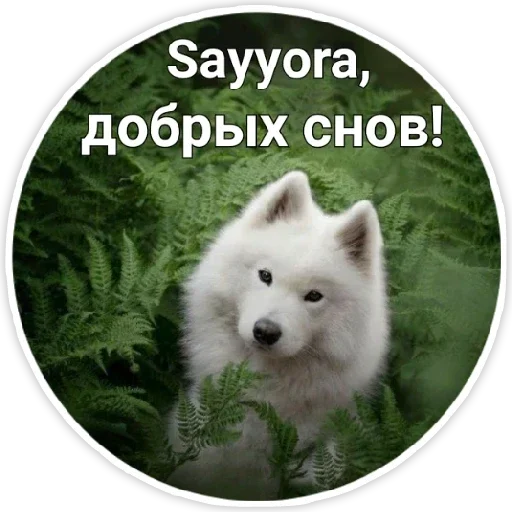 животное млекопитающее домашнее животное