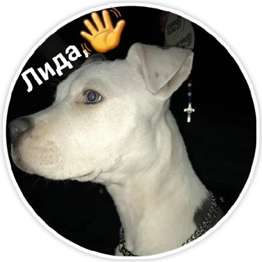 млекопитающее животное порода собак