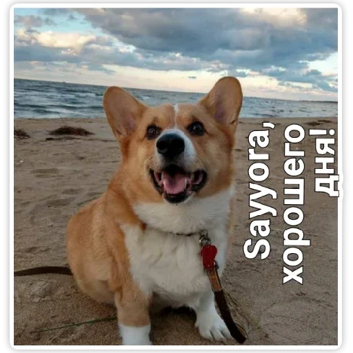 животное млекопитающее собака