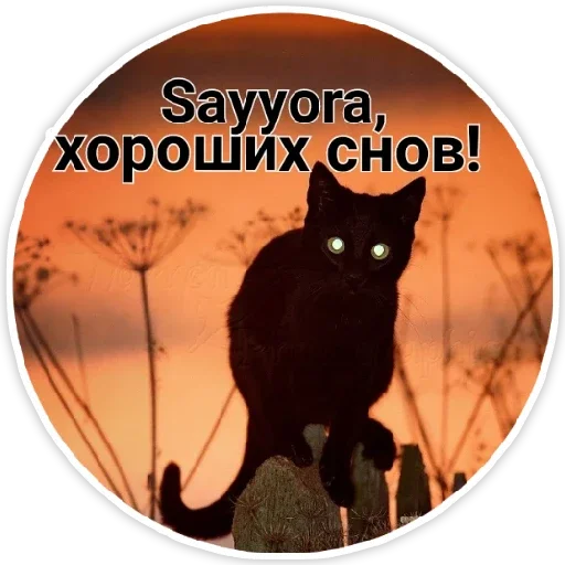 домашняя кошка кошки малого и среднего размера кошка