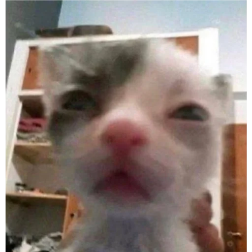 mammal small to medium-sized cats animal