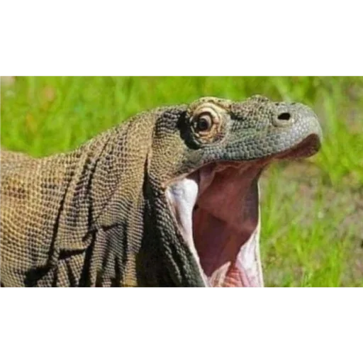 Sticker ПЕРВЫЙ ПАКЕТ - 0