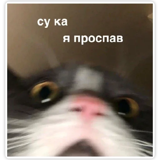 Стикер шо - 11