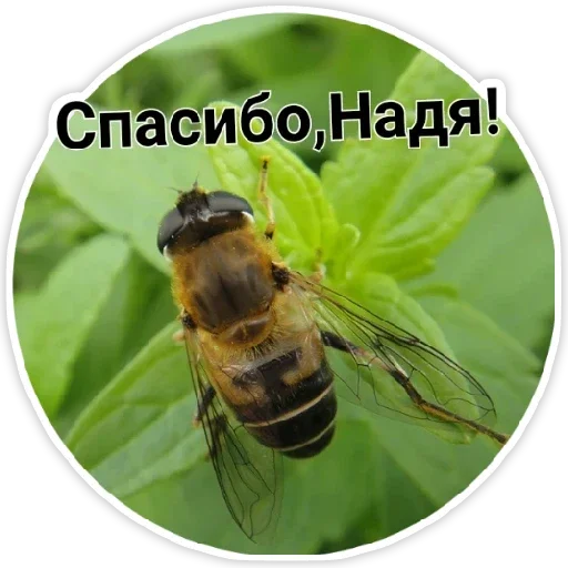 animal invertebrate insect