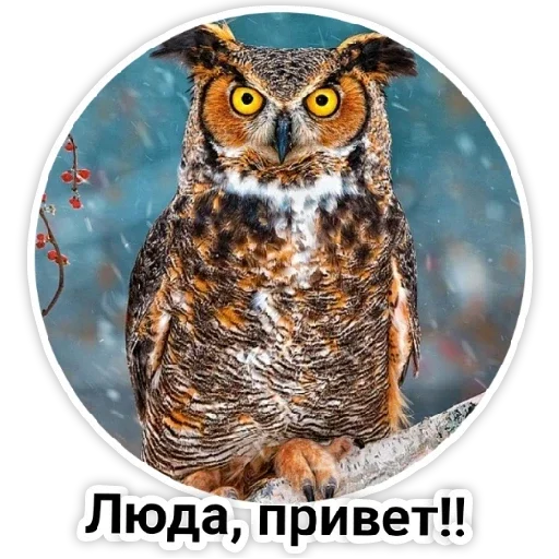 owl animal bird